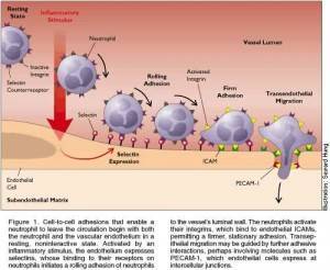 Leucocyte Adhesion Deficiency in Harrison 17th and 18th Editions : Operation Harri Capsule