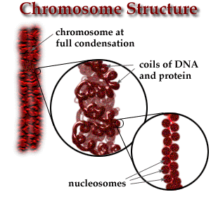 B-cell acute lymphoblastic leukemia ALL with hypereosinophilia Anomalies of t(5,14) (q31:q32)